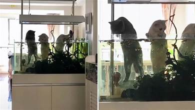 鏟屎官下班回家，3只貓正趴在魚缸上，當場被抓「依然超無辜臉」：「我就看看！」