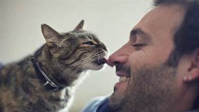 貓咪「舔人」不僅是牠們喜歡你，其實還隱藏著幾個秘密