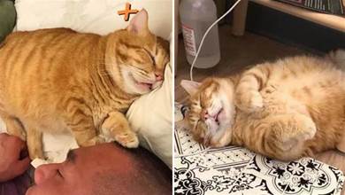 瘦弱橘貓在被收養後成功「激發基因」，更因「奇葩睡姿」走紅網路，寵主：我就知道你「天生帶福」！