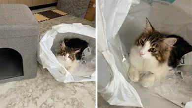 主人精心給貓買貓窩，而牠卻鑽進旁邊的塑膠袋裡，貓：這個更讃喔！
