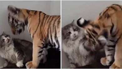主人帶了只老虎回家，主動跑去跟貓咪親熱：我們是同類！
