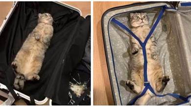 主人收拾行李出門，貓裝成公仔躲在行李箱：帶上偶~~