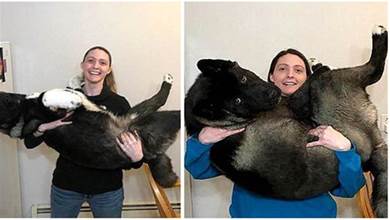 養了只小小狗，才三個月大就有40斤，過了半年長成「超大巨犬」
