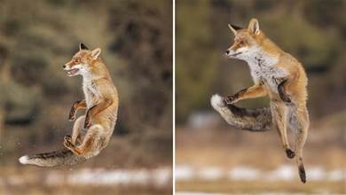 攝影師野外攝影，竟偶遇「狐狸跳舞」，旋轉不停仿佛心情超讚：「聽見我的節拍沒？」