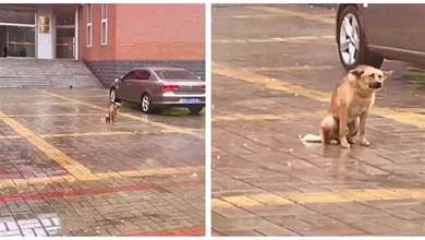 大雨天，流浪狗狗坐在空地上露出「超難過」表情，惹路人心疼