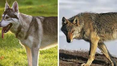 這9種狗狗長的太像狼，第5種因「太像狼」甚至被多個國家禁養