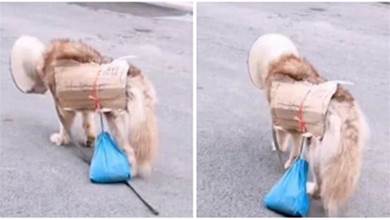 狗狗身上被留字條「求收養」，拉著一袋狗糧四處遊走：有人救救我嗎？