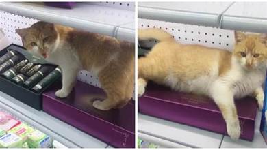 店裡跑進來一隻陌生浪貓，找好位置就躺著睡覺：這塊地朕徵用了！
