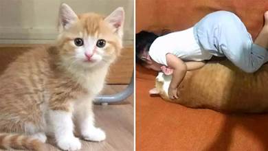 接了一隻橘貓陪伴孩子一起長大，一年後同框，貓咪竟成了「巨人」