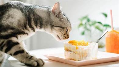 貓貓也有最愛的食物，這5種食物是牠們的最愛，喂給牠們吃~