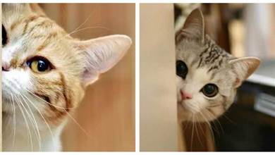 貓咪喜歡玩「捉迷藏」是膽子小嗎？動物學家的話，道出其中原因