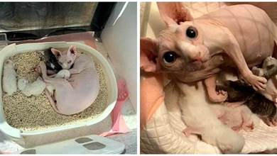 女子寄養無毛貓，回家後發現貓貓懷孕了，2個月後看到小貓頭都大了：怎麼有毛？！