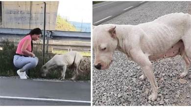 可憐狗狗在路邊徘徊2周，抗拒志工救援，只為等主人回來