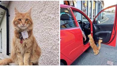 家貓每天外出「溜達」5公里，蹭吃蹭喝蹭抱抱，玩累了「打計程車」回家