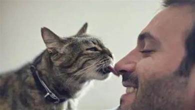 貓咪經常舔人，不僅是喜歡你，還是在向你「暗示」這些事，寵主不要忽略
