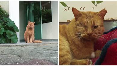 橘貓被趕出家門，在主人的樓下，卻再也等不到回家的電梯