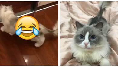 朋友送了一隻布偶貓，接到貓卻被嚇了一跳：被醜哭了