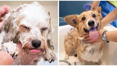 狗狗洗澡也不能「隨便洗」？時機選得不對，會危害狗狗的性命