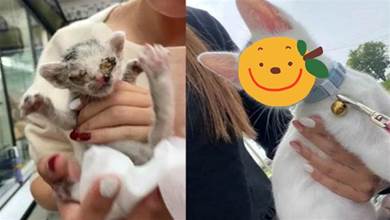 小奶貓被困牆壁，救出後雙眼受傷，恢復後才發現「眼睛超美」！
