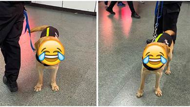 早上一隻警犬在捷運「巡邏上班」，路人看到臉笑噴：又好笑又心疼