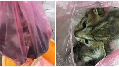 好心人發現塑膠袋裡的小貓，還被壓在箱子最底層，網怒：牠有什麼錯？