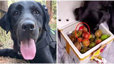 警犬執勤時「偷吃」水果，訓導員發現其中問題，大加讚賞：立大功了！