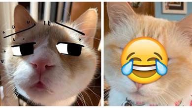 貓咪因「天生小眼」被送去收容所，新主人不放棄收編牠，網友：牠長著明星臉欸！