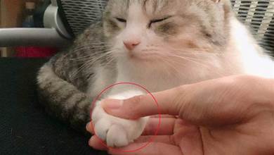 在貓咪眼裡，鏟屎官摸牠爪子，是在表達這幾種意思