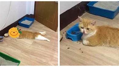 網友倒了一碗貓糧，貓咪趴在地上用「超懶姿勢」，吃著吃著又累了