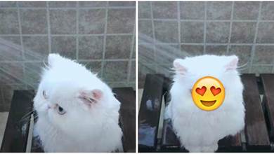 這只小白貓「洗澡超乖」, 當牠回頭時，驚豔網友: 貓貓女神！