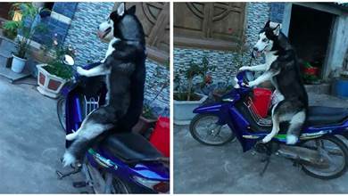 聰明狗狗學主人騎摩托車，姿勢有模有樣，網笑：給牠鑰匙讓牠開XD