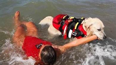 超感人！女孩被海水卷走，面對洶湧的海浪，危急時刻救生犬「奮不顧身」跳進海中