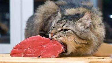 貓咪雖饞，但這幾種食物鏟屎官千萬別喂，對貓傷害很大