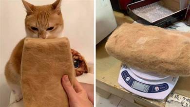鏟屎官耗費五年，終於用貓毛做成「枕頭」，貓：這是人幹的事嗎？！