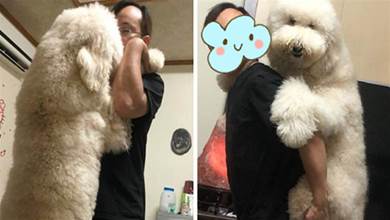 巨嬰狗狗「超大一坨」  站起來比爸高，每天睡前討抱抱，不然就哭哭