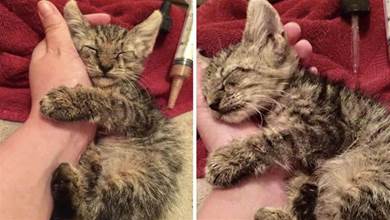 小貓失去媽媽，被人類救後緊緊抱著手臂睡覺：謝謝你救我！