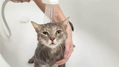 貓貓雖然愛乾淨，但真的不需要經常洗澡，鏟屎官別自以為是了