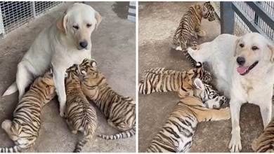 老虎不願餵養孩子，結果狗狗被迫成為「虎媽」，從抗拒到令人感動
