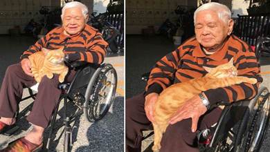 93歲婆婆抱怨太長壽，後被流浪貓治癒，抱貓曬太陽超溫馨