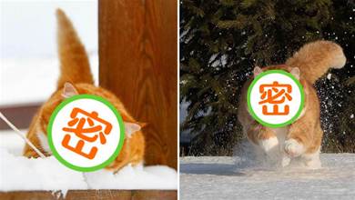 俄羅斯橘貓「胖到不行」，卻天生「鬥志昂揚」，走路的姿勢更「驚艷眾人」