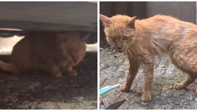 貓咪做錯事被「趕出家門」   躲在汽車底下等了1年左右，網友淚目：太讓人心疼了