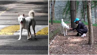 主人在街上偶遇「3年前丟失的狗」，但是狗狗卻「忘記」了一切