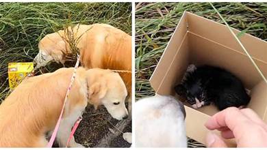 外出遛彎的金毛犬，發現一個「神秘紙箱」，打開一看發現是「會喘氣的小怪物」