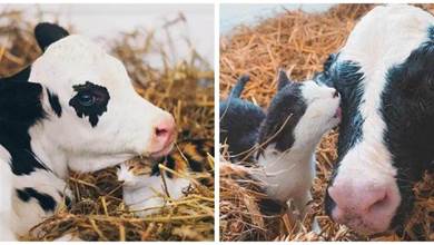 奶牛貓闖入牧牛場，看著花紋相似錯把牛當成媽媽，畫面超溫馨