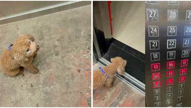 狗狗坐電梯找不到「回家的路」，網友逐一按樓層為牠找家，暖哭全網