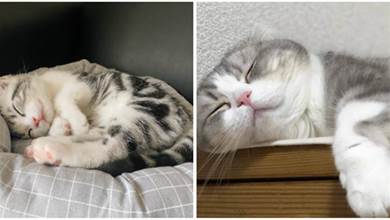 如何知道自己在貓咪心裡「重不重要」？還是得看貓咪平時「睡在哪」