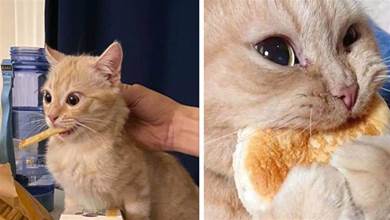 別再給貓咪喂「人食」了，原因有這5個，也許會要牠們的命