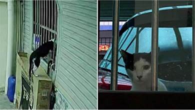 淚目！總見流浪貓趴視窗，但牠不是為了被收編，牠只是在尋找孩子