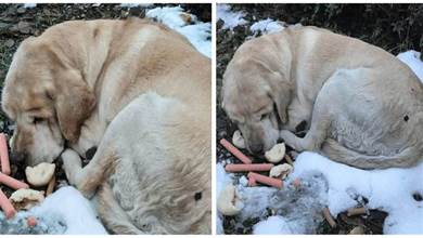 狗狗窩在雪地數十天，不吃不喝，好心人送去醫院後淚目：受了傷為什麼不治