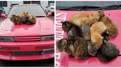 停車場變成貓貓天下！11只貓在車蓋上「聚成貓球」：偶們最中意這個顏色